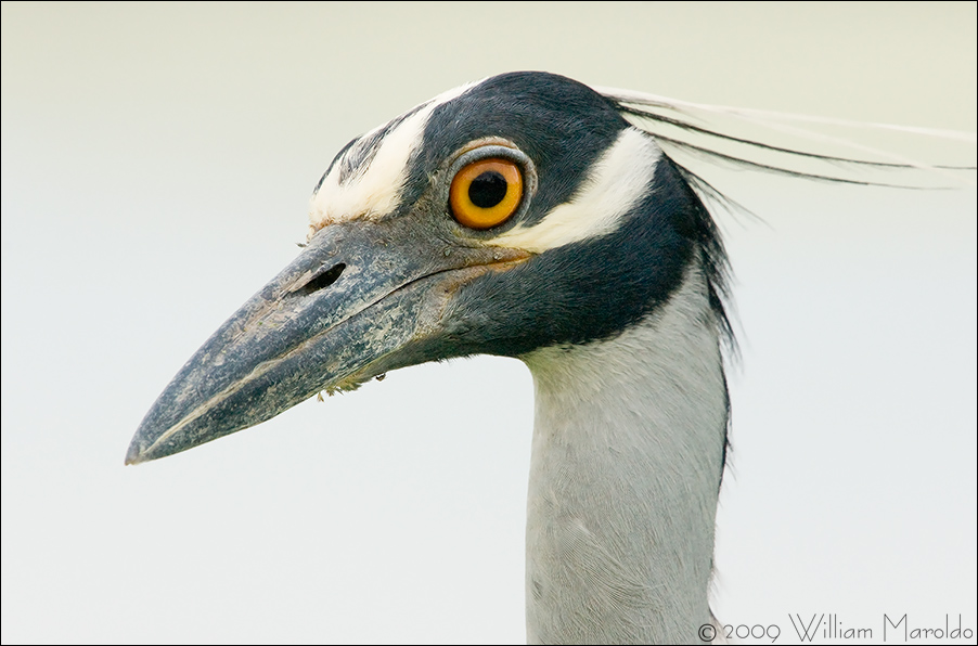 Yellow-crowned Night Heron