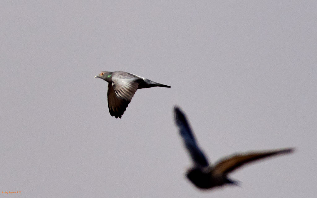 yellow-eyed pigeon-3