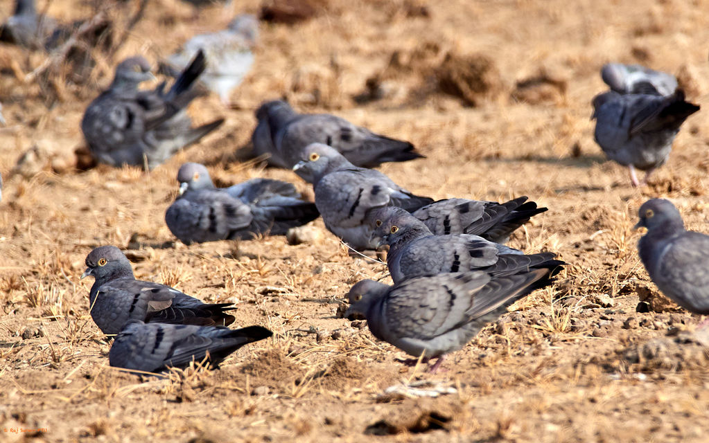 yellow-eyed pigeon