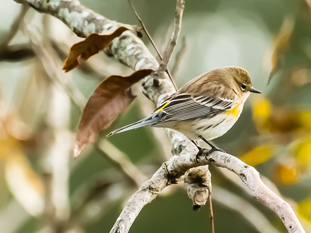 Yellow Rump Warbler