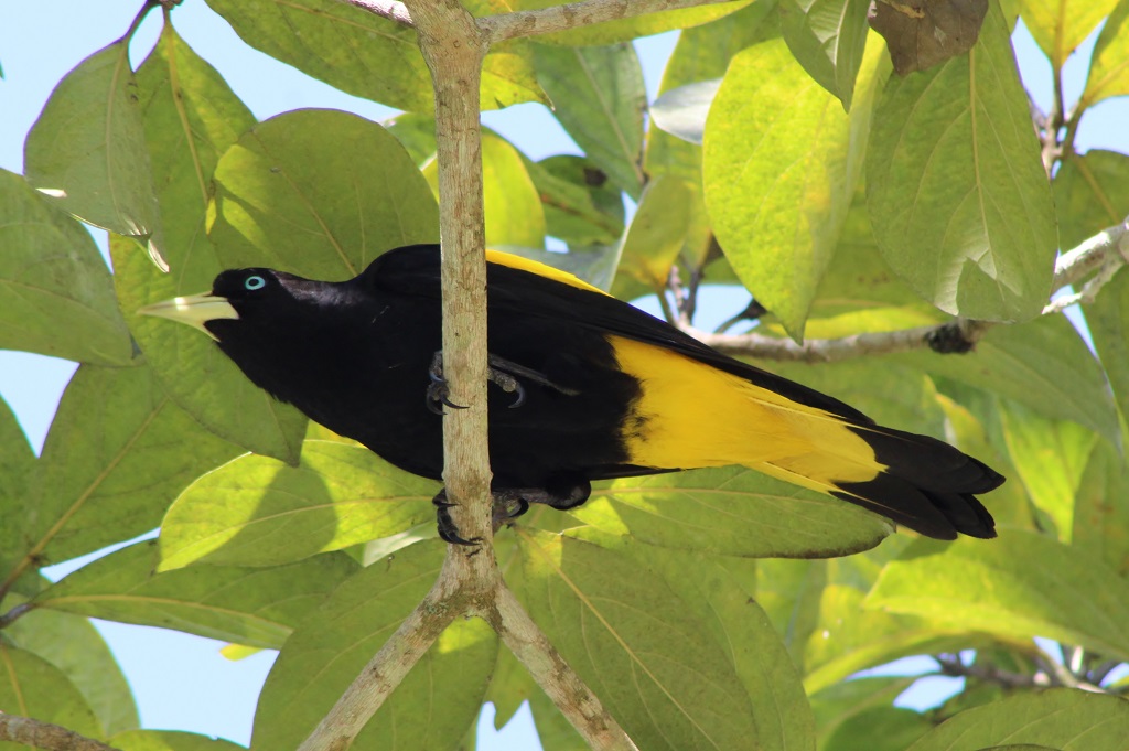 Yellow - rumped Cacique