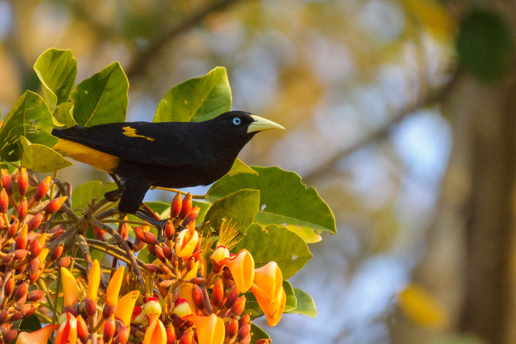 Yellow-rumped Cacique