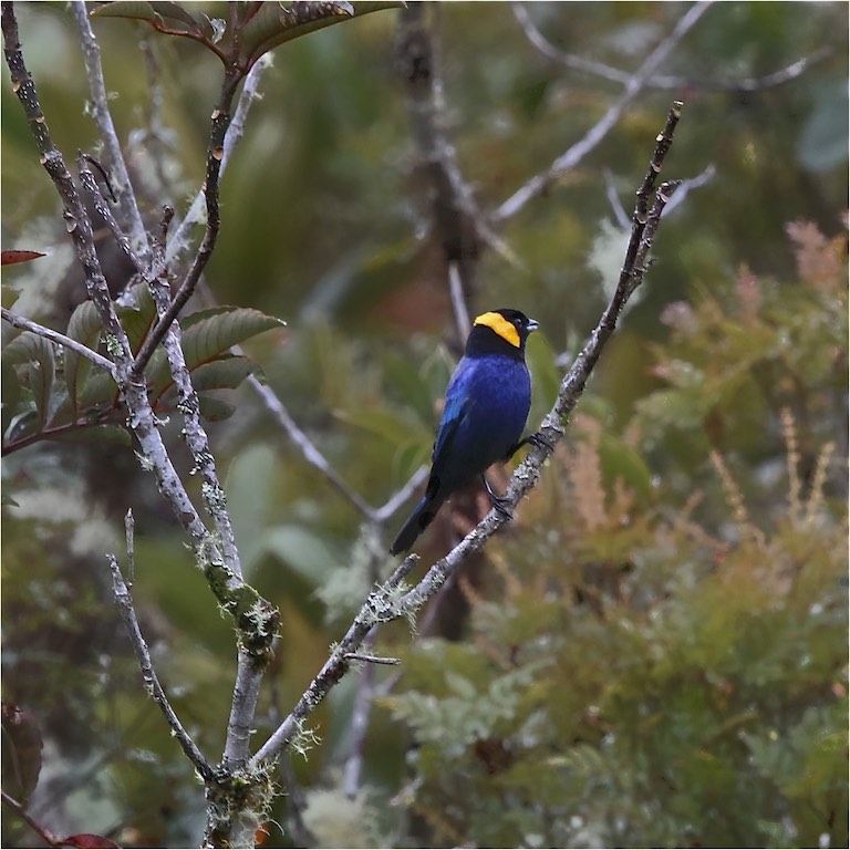 Yellow-scarfed Tanager