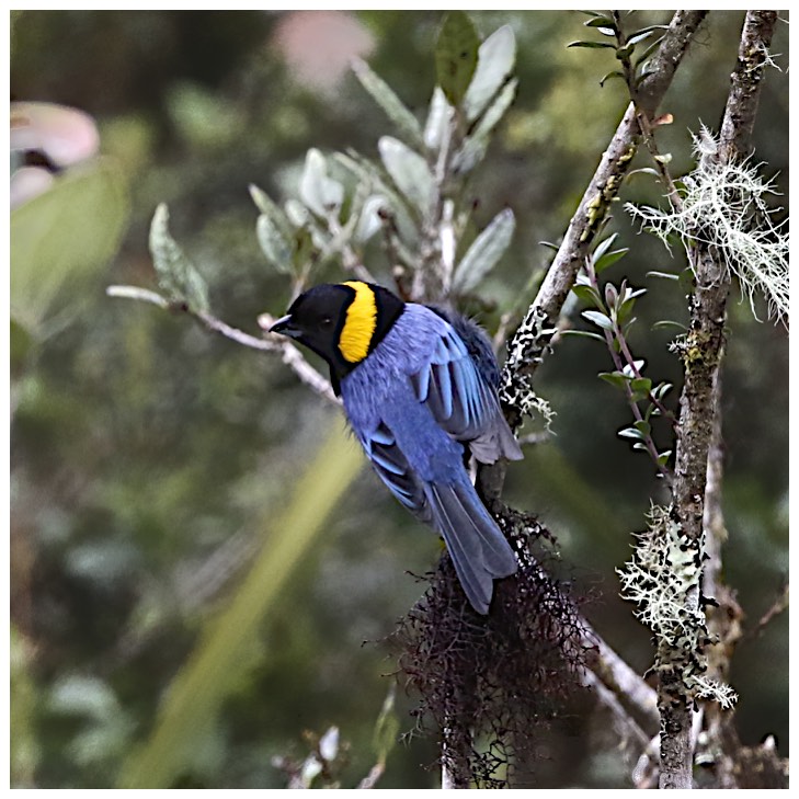 Yellow-scarfed Tanager