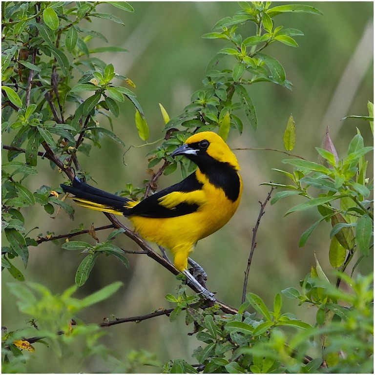 Yellow-tailed Oriole