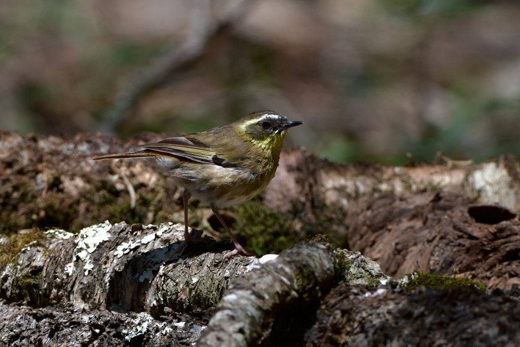 Yellow-throated Scrubwren