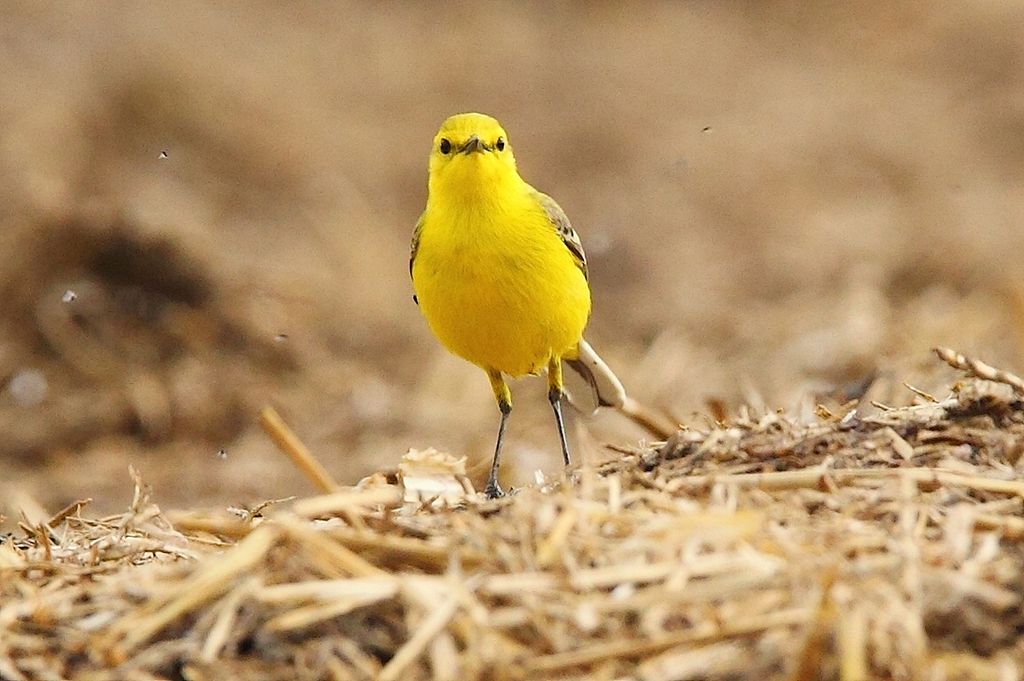 Yellow Wagtail Motacilla flava