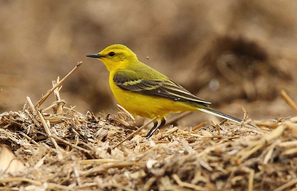 Yellow Wagtail Motacilla flava