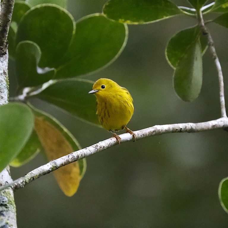 Yellow Warbler (male)