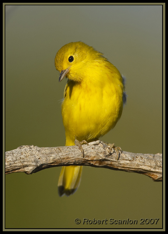 Yellow Warbler