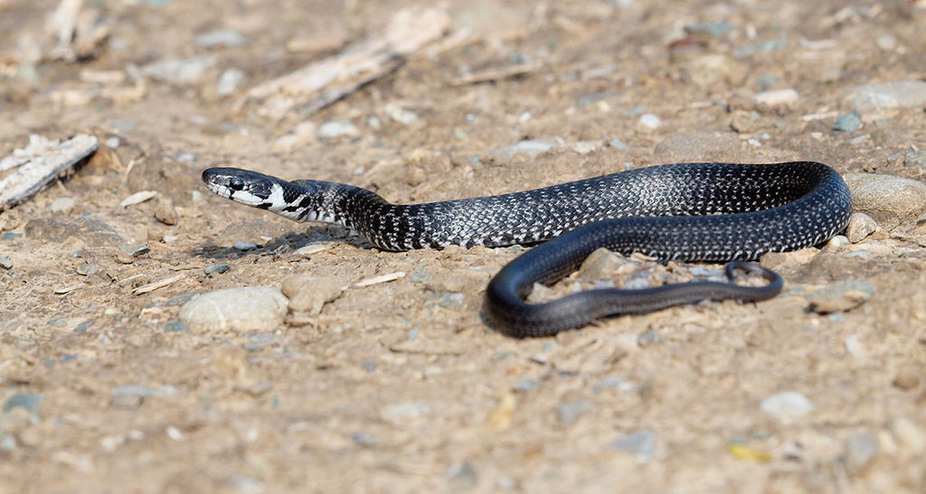 Young Aesculapian Snake