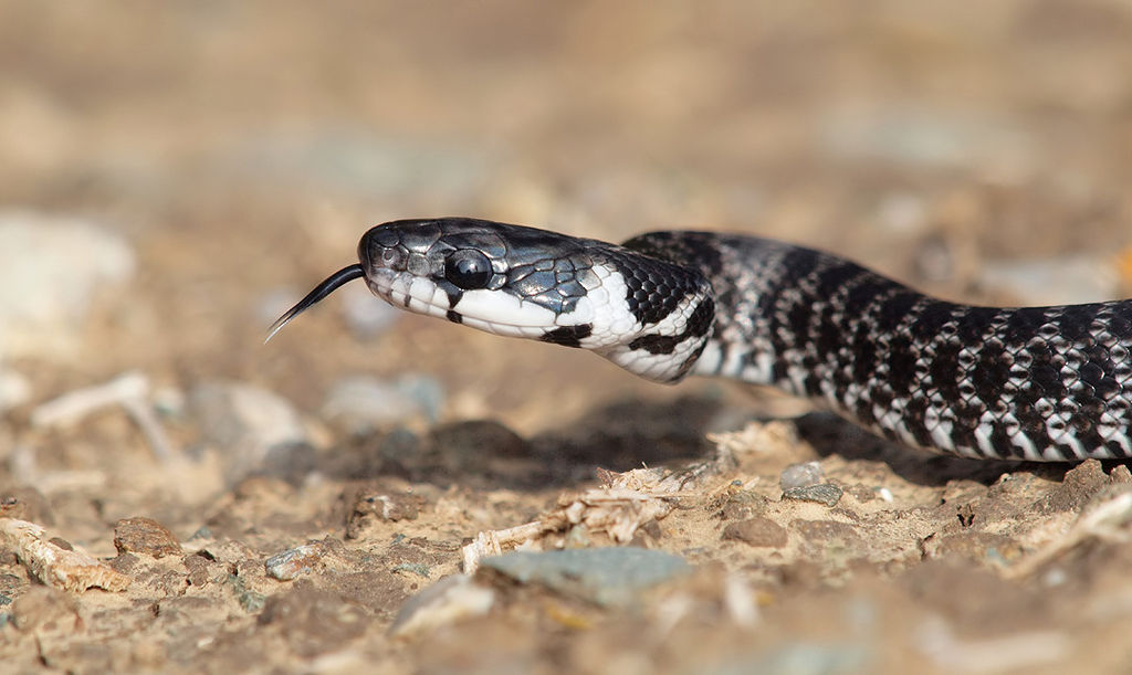 Young Aesculapian Snake