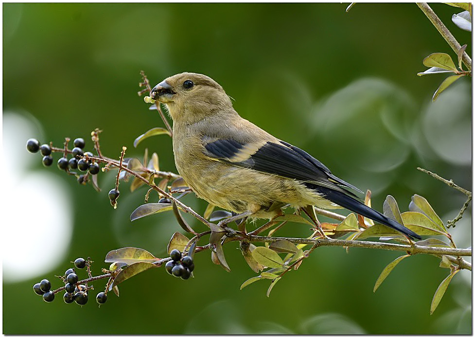 Young Bullfinch feeding