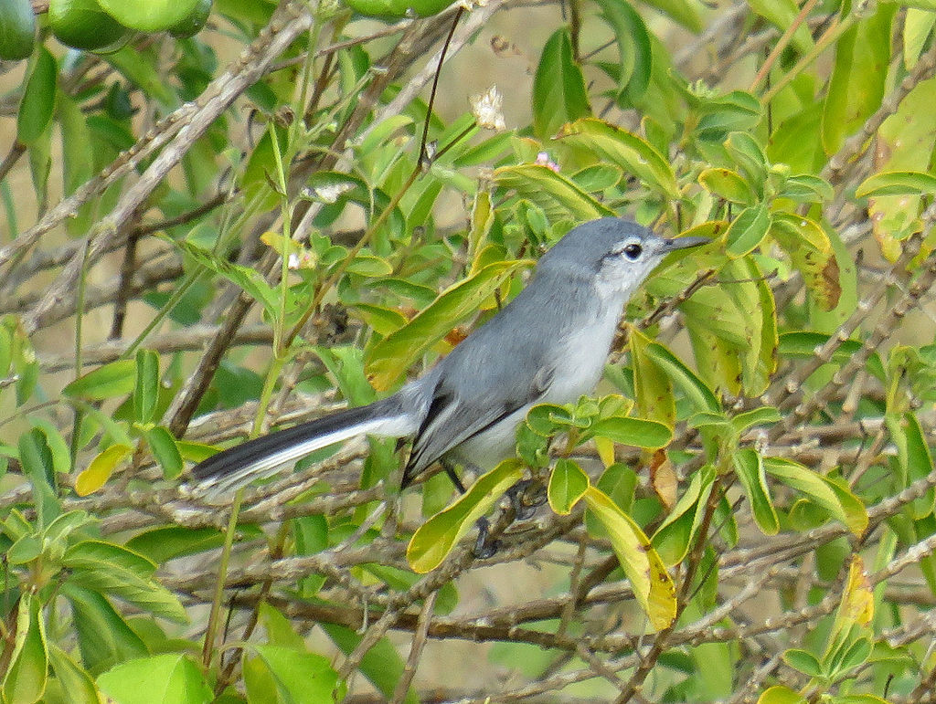 Yucatan Gnatcatcher