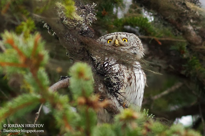 Pygmy_owl_Iordan_Hristov_Bulgaria_6676_web_blog.jpg