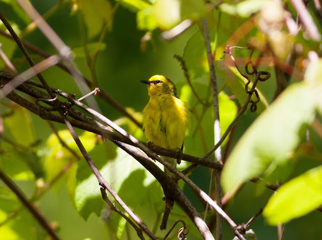 Blue-winged%2BWarbler%2B7841.jpg