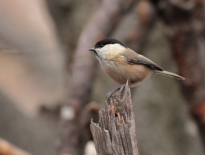 Willow_Tit_photography_Bulgaria_Iordan_Hristov_4679_ed_web.jpg