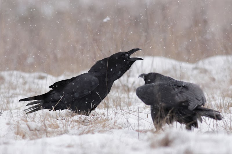 Raven_Corvus_corax_photography_Bulgaria_Iordan_Hristov_4821_ed_web.jpg