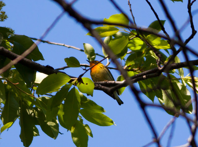 Blackburnian%2BWarbler%2B7564.jpg