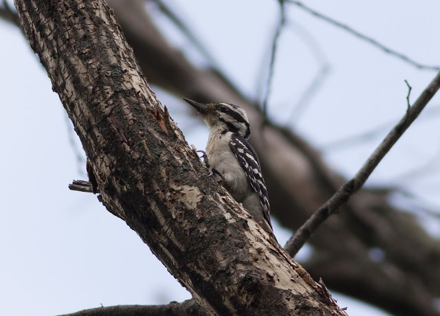 Hairy%2BWoodpecker%2B8255.jpg