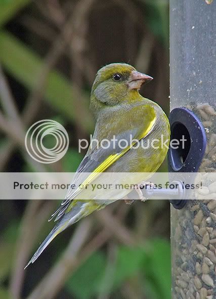 Greenfinch4.jpg