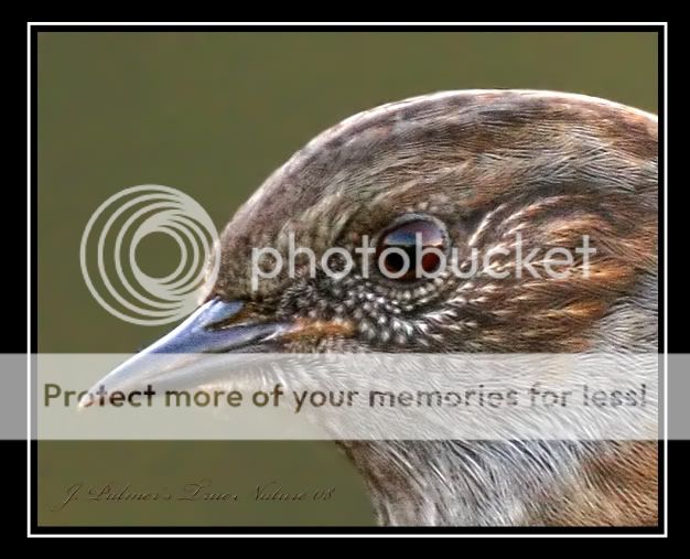 ed80dunnock2100copy.jpg