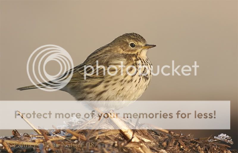 pipit2xted80copy.jpg