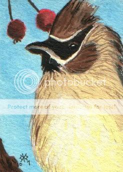 CedarWaxwing.jpg