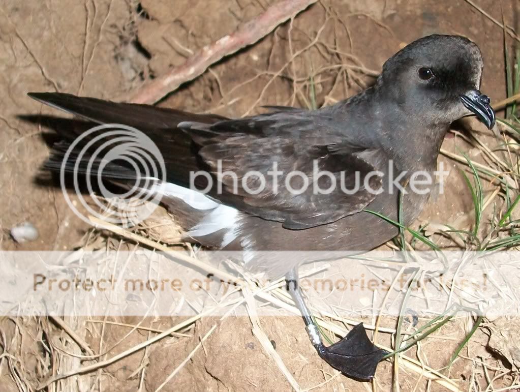 StormPetrel008.jpg