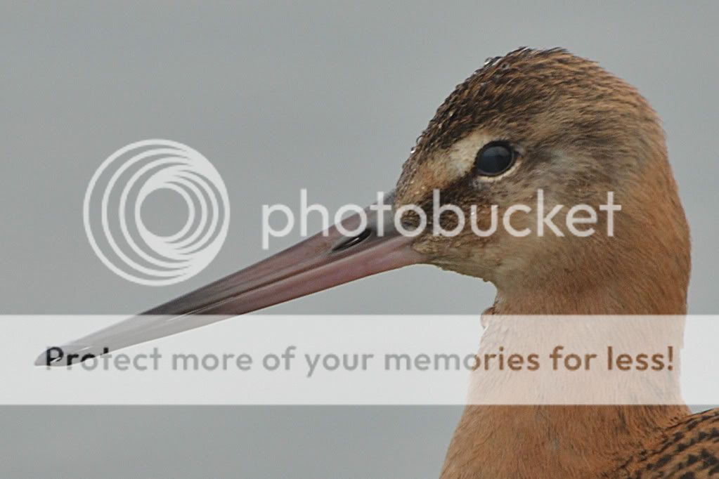 Black-tailedGodwit001edited.jpg