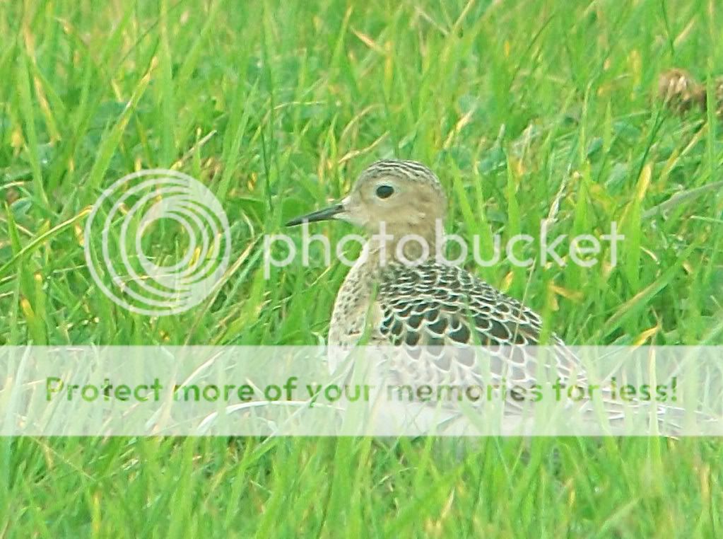 Buff-breastedSandpiper002edited.jpg