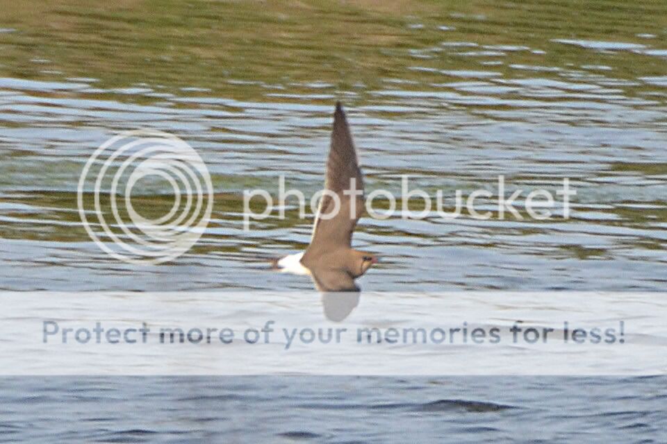 CollaredPratincole001edited.jpg