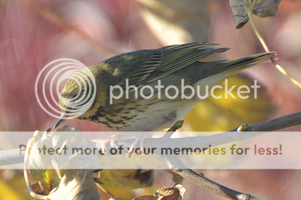 Olive-backedPipit016edited.jpg