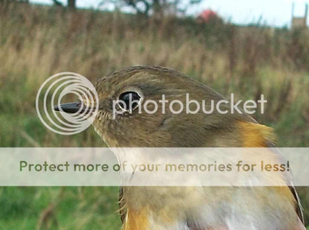 Red-flankedBluetail006edited.jpg