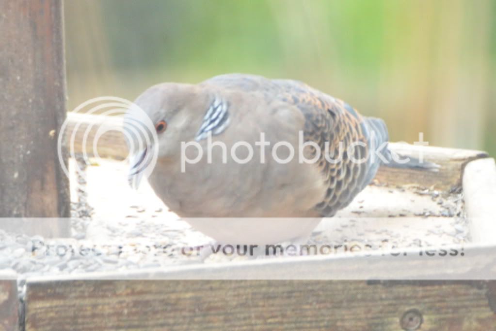 RufousTurtleDove003.jpg