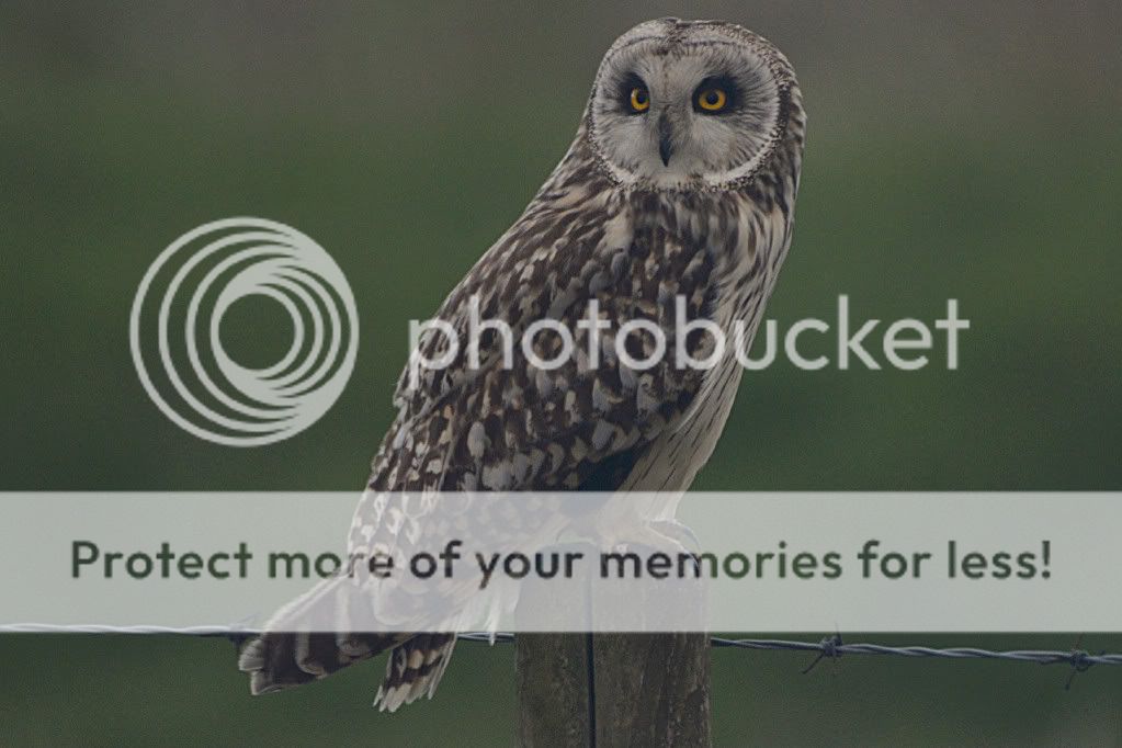 Short-earedOwl016edited.jpg