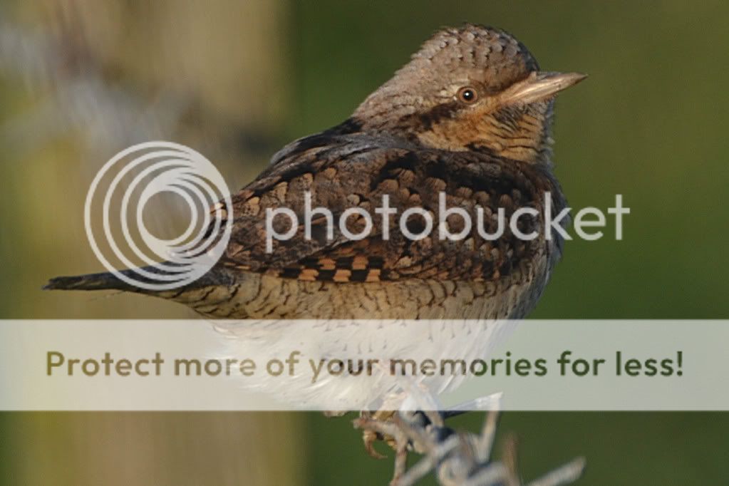 Wryneck006edited.jpg