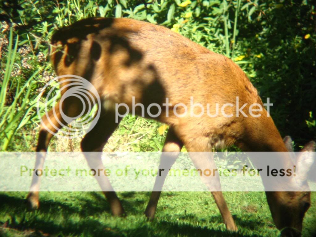 Deercloseup_zps7290908d.jpg