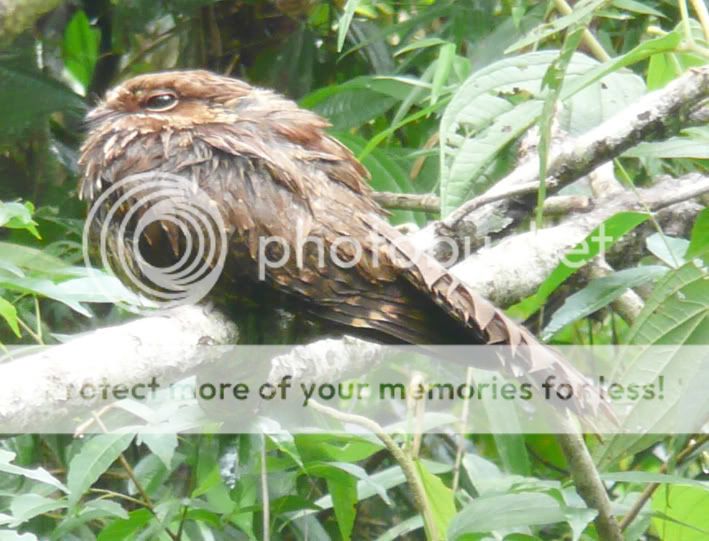 Nightjar09copy.jpg