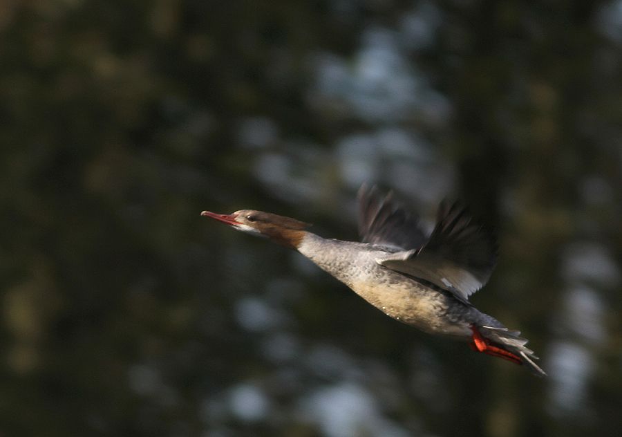 Goosander1.jpg