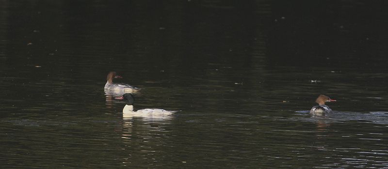 Goosander2.jpg