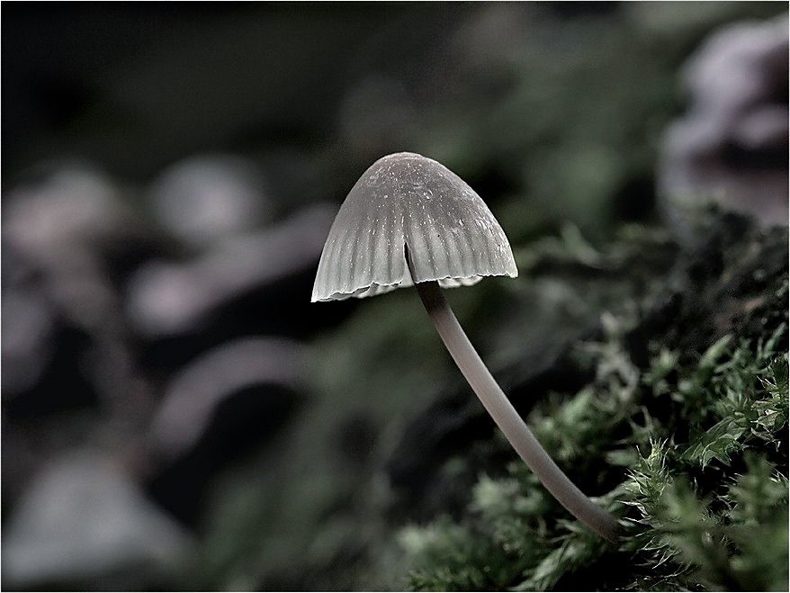 Mycena1.jpg