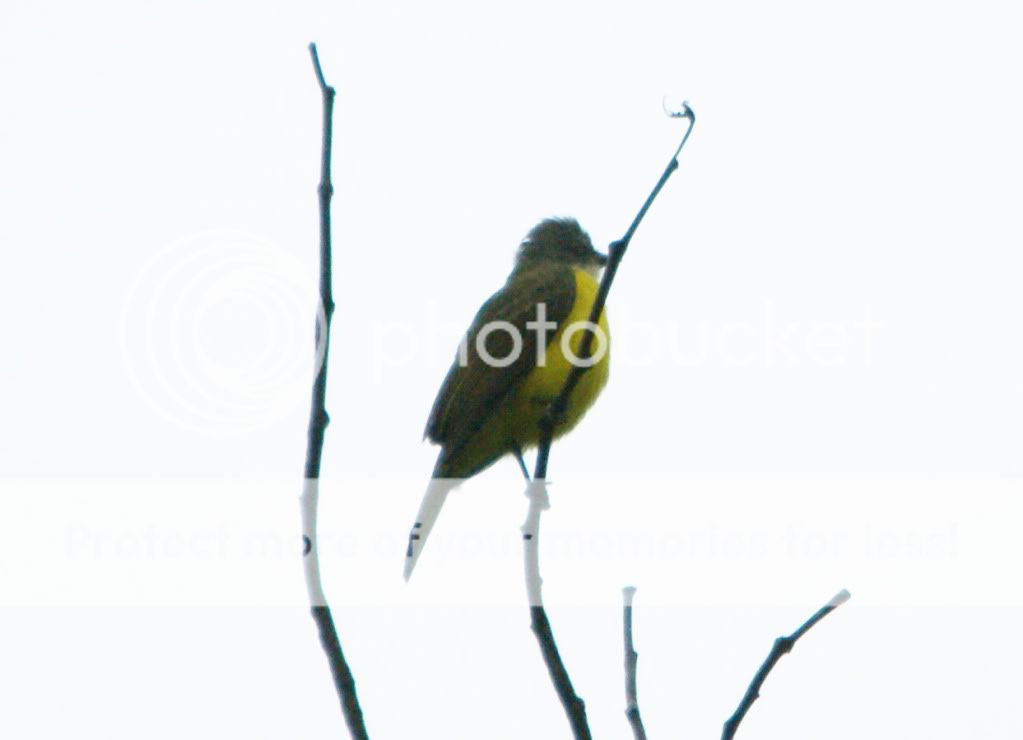 UnknownFlycatcher6570.jpg