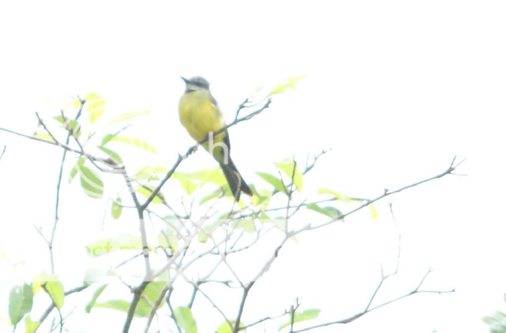 UnknownFlycatcher6623.jpg