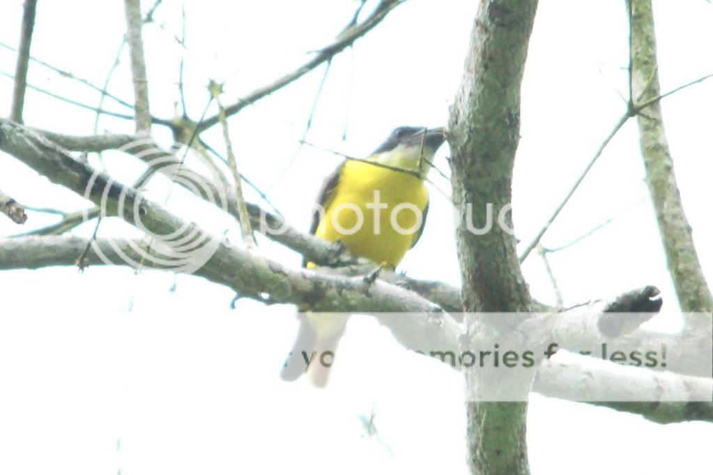 UnknownFlycatcher6626.jpg