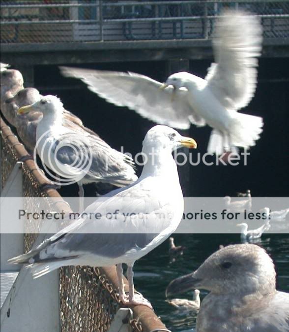 Gull.jpg