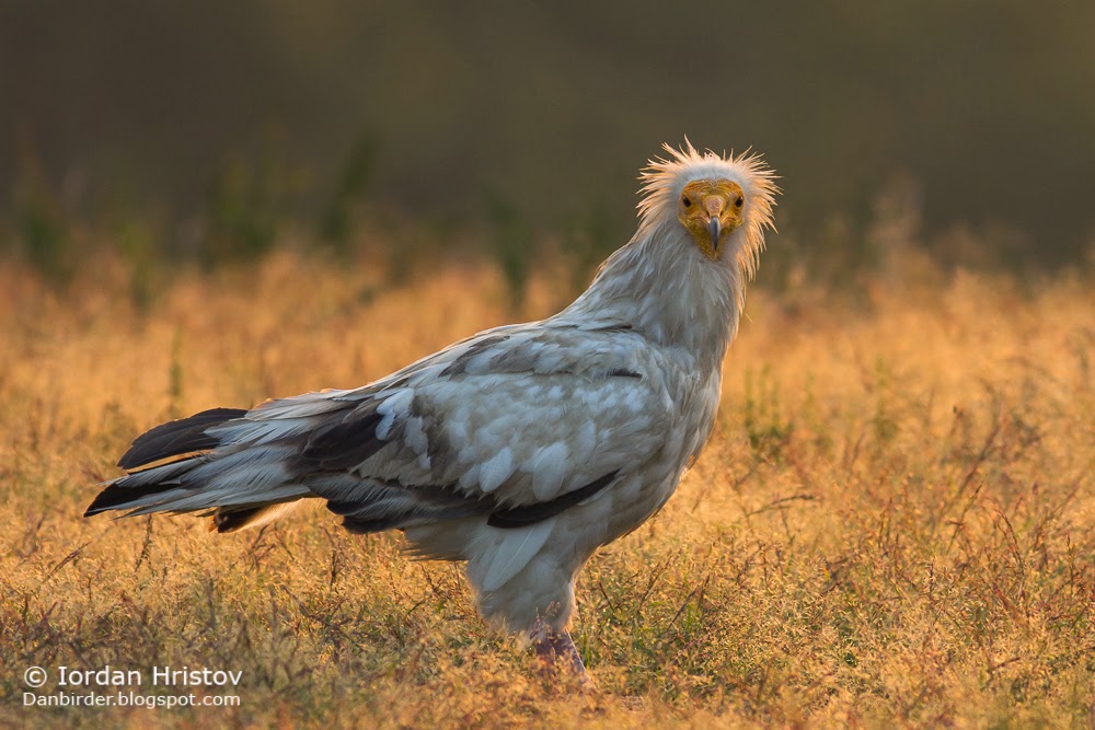 Egyptian_Vulture_photography_Bulgaria_Iordan_Hristov-7153.jpg