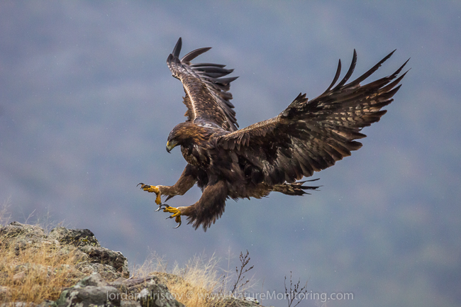 Golden_Eagle_photography_Bulgaria_Iordan_Hristov_web-9310.jpg