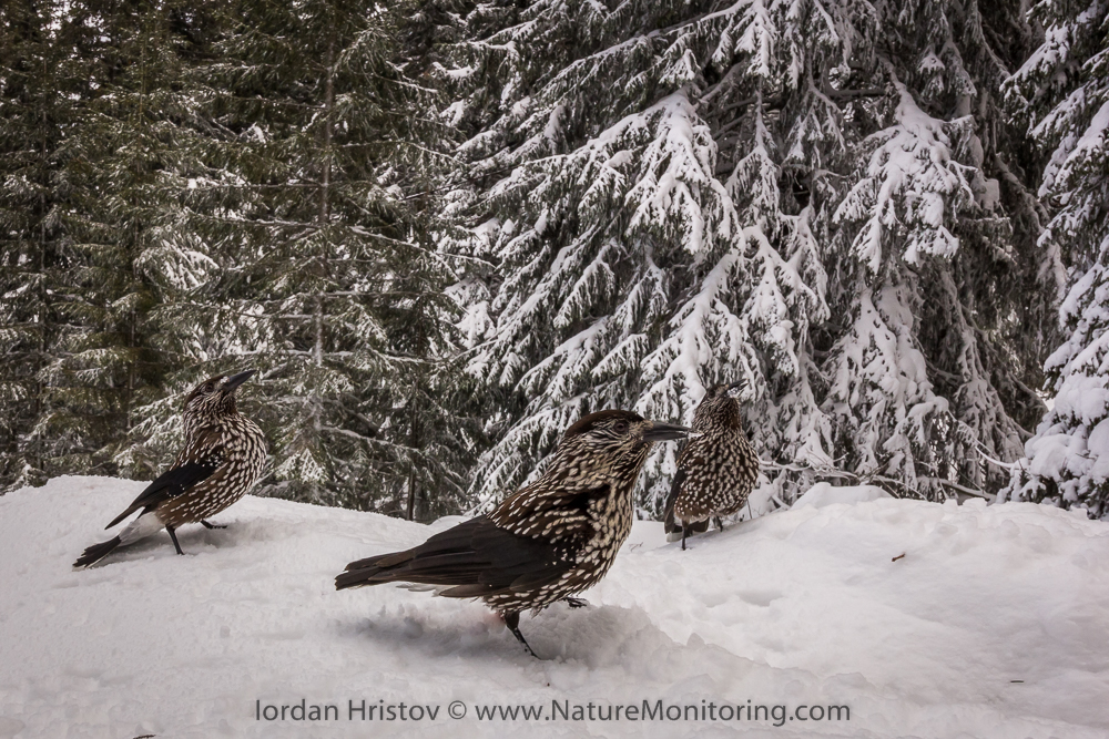 Spotted_Nutcracker_photography_Iordan_Hristov_web-6800.jpg