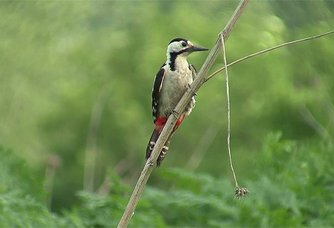 Syrian%20Woodpecker.jpg